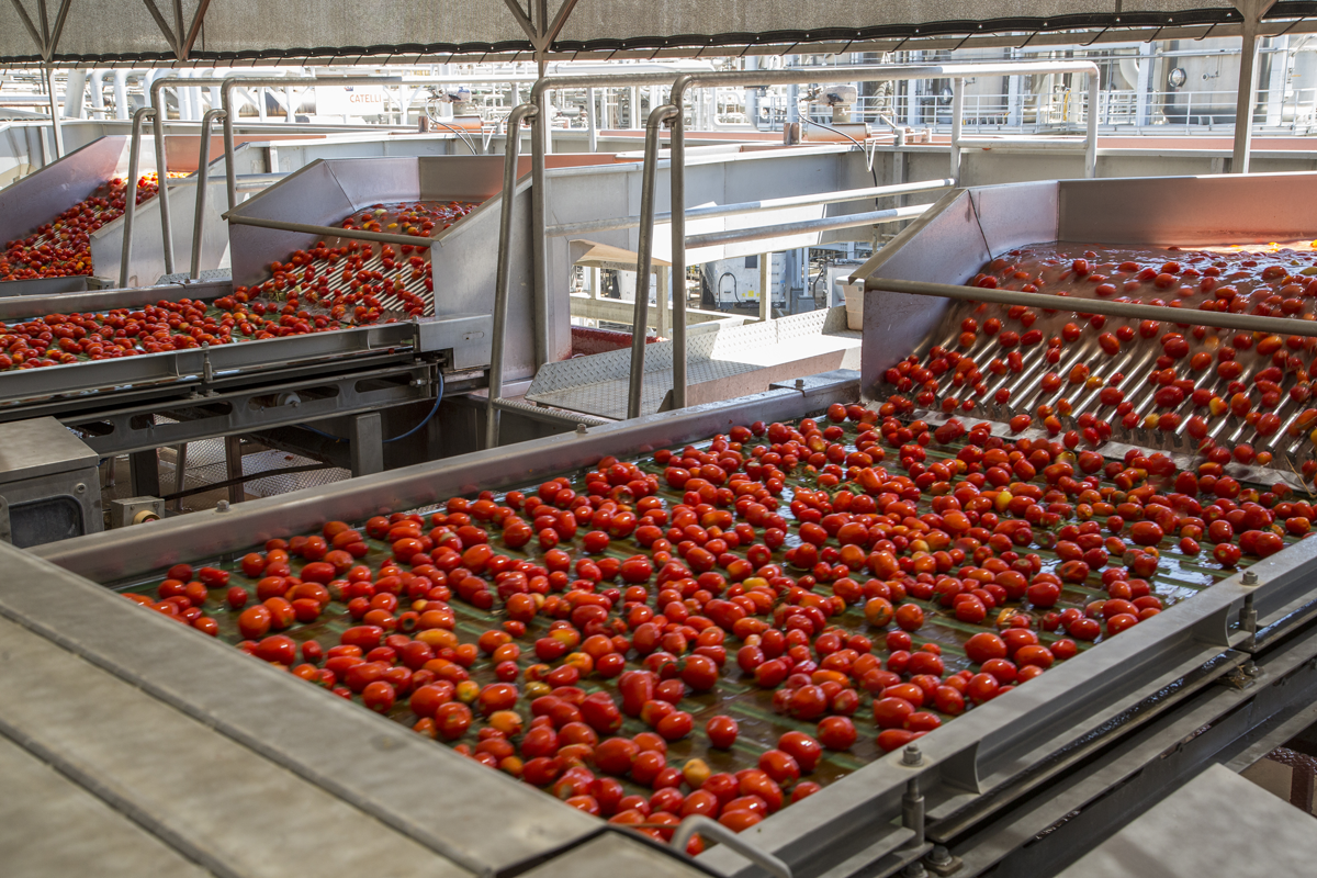 Waschlinie für Tomaten mit mehreren Wasserrinnen