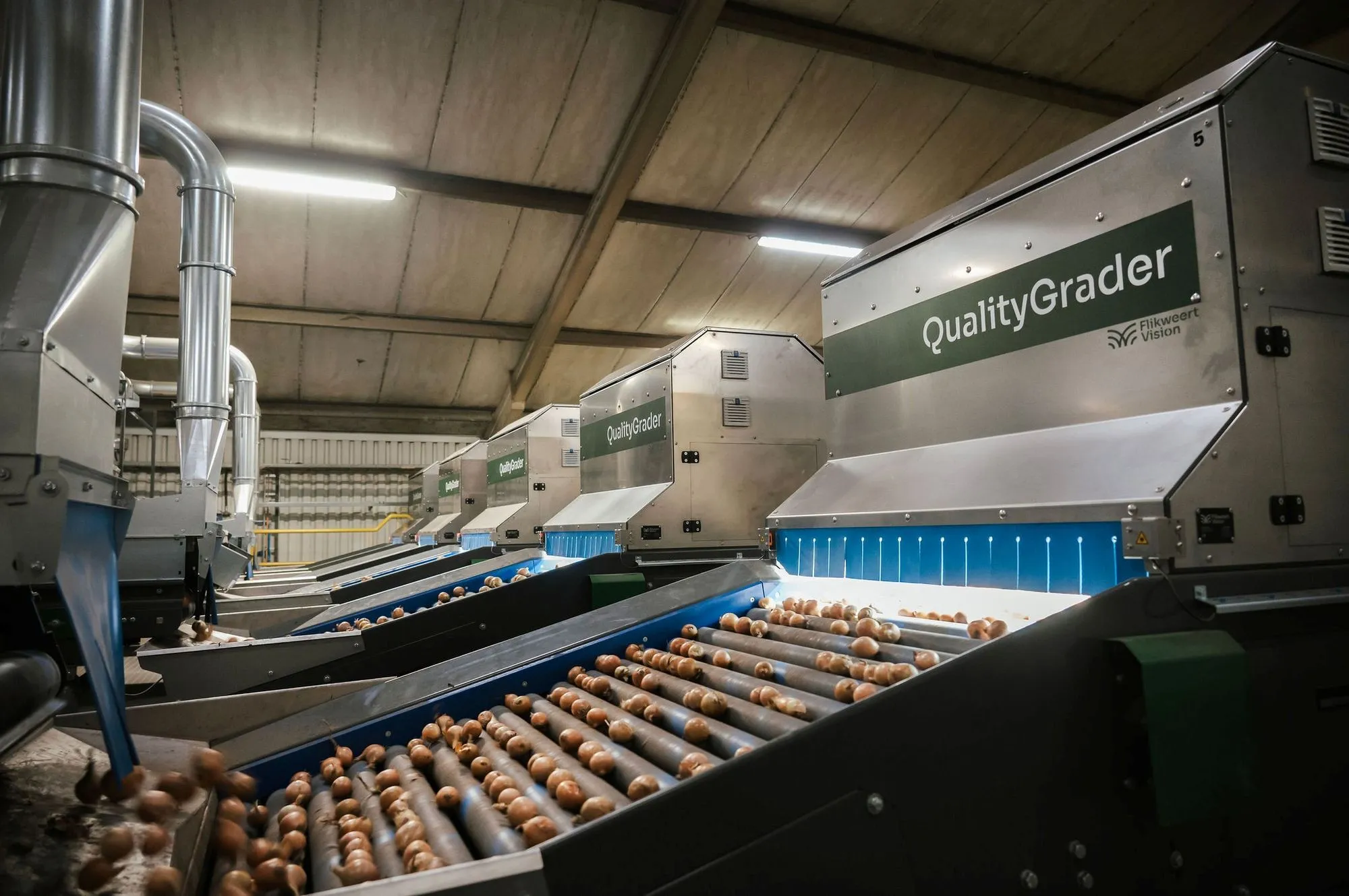 Quality Grader Sortierlinie für Zwiebeln in der Halle