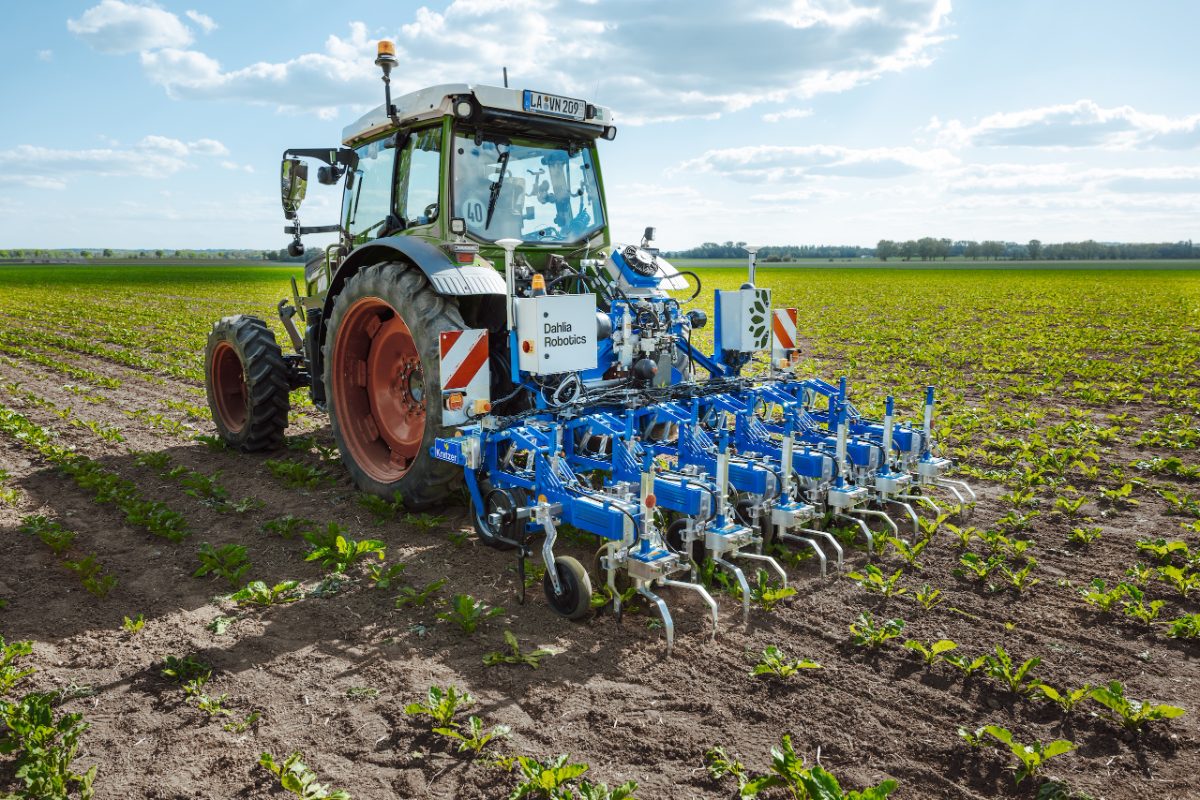 KRATZER In-Row Hacke am Traktor im Zuckerrübenfeld